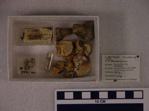 Champsosaurus sp.