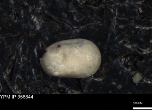 undet. Ostracoda