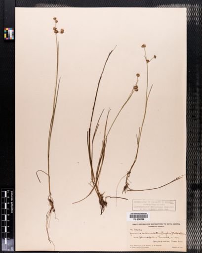 Juncus subcaudatus