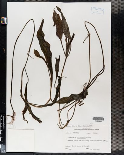 Potamogeton