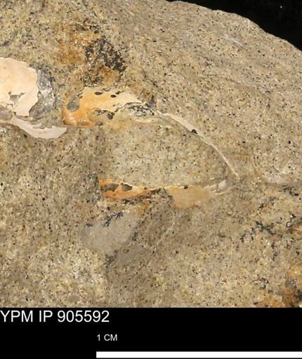 undet. Mollusca
