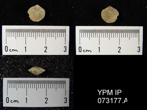 Atrypella decaturensis