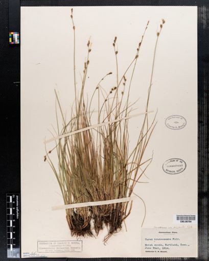 Carex brunnescens