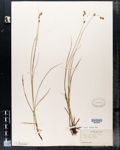 Carex tenera