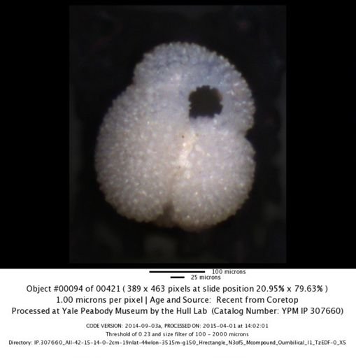 undet. Foraminiferida