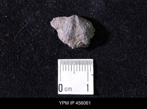 Platystrophia sp.