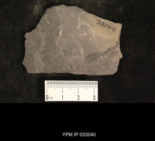 Mormolucoides articulatus