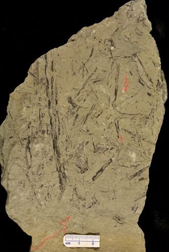Archaeopteris sp.