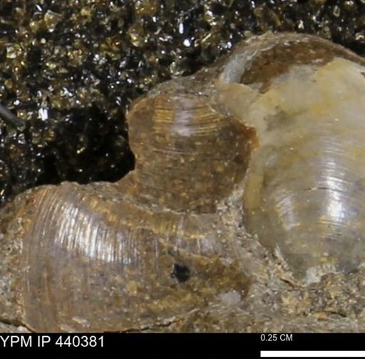 Protocardia subquadrata