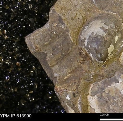 undet. Cephalopoda