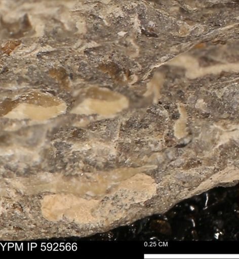 undet. Mollusca