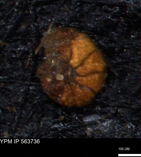 Alveolophragmium linki