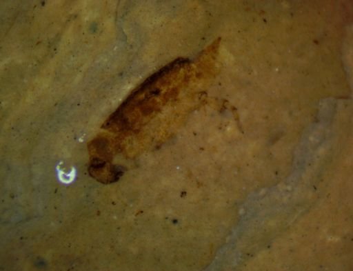 undet. Coleoptera