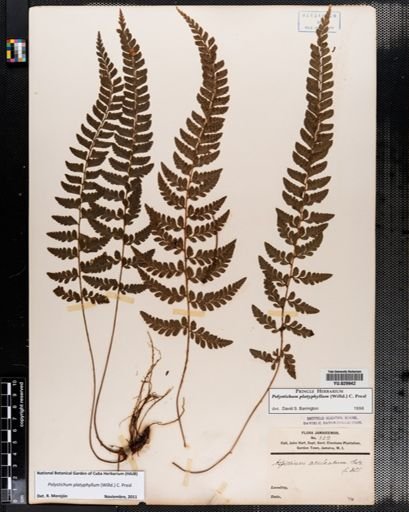 Polystichum