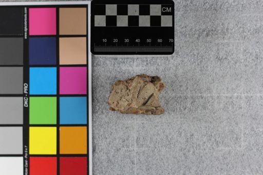 Hoplophoneus sp.