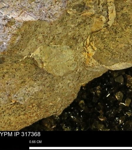 undet. Mollusca