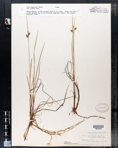 Carex paupercula