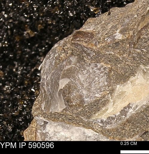 Oxytoma (Hypoxytoma) nebrascana
