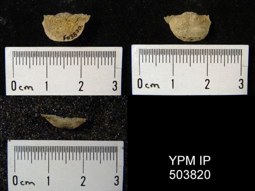 Chonetes granulifer