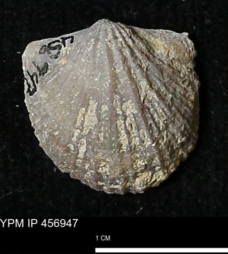 Stropheodonta sp.