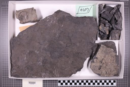 mixed taxa, stratigraphic collection