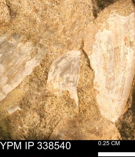 Protocardia subquadrata
