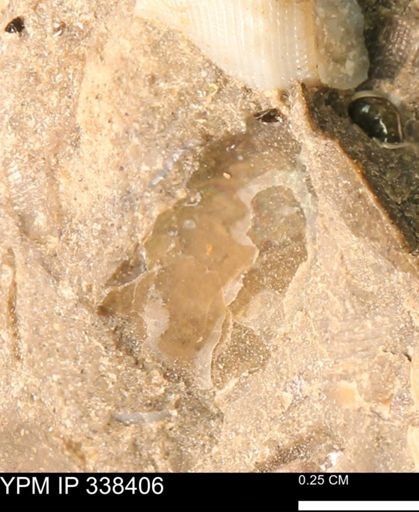 undet. Mollusca