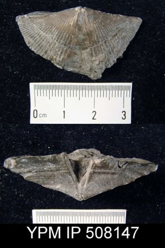 Mediospirifer sp.