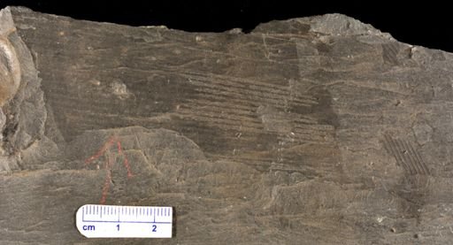 Calamites