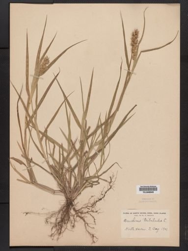 Cenchrus tribuloides