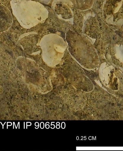 undet. Bivalvia