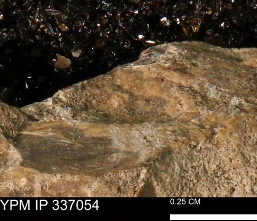 undet. Mollusca