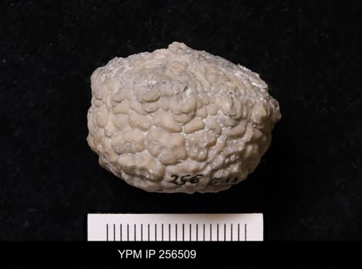 Dolatocrinus asterias