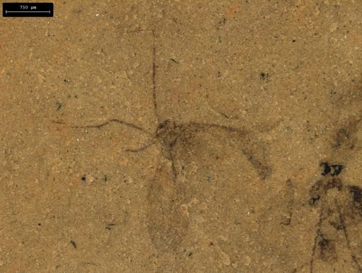 taxon undetermined
