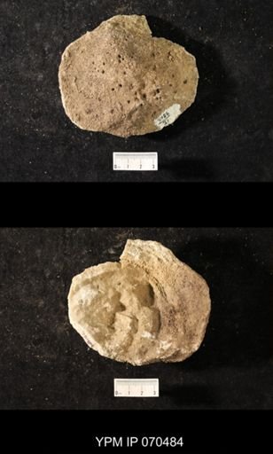 Favosites louisvillensis