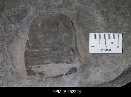 Eurypterus sp.