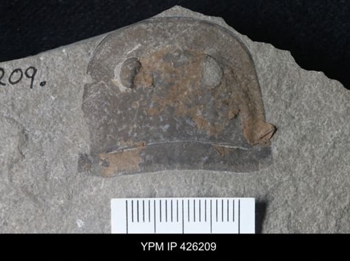 Eurypterus sp.