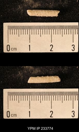 Archaeocidaris sp.