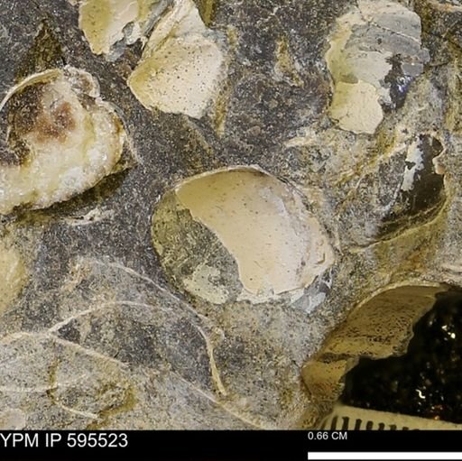 Protocardia sp.