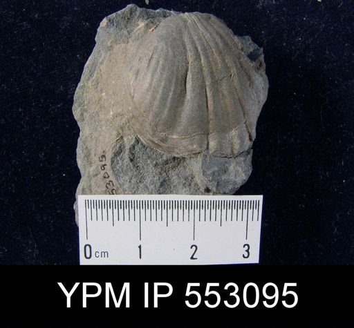 Leiorhynchus sp.