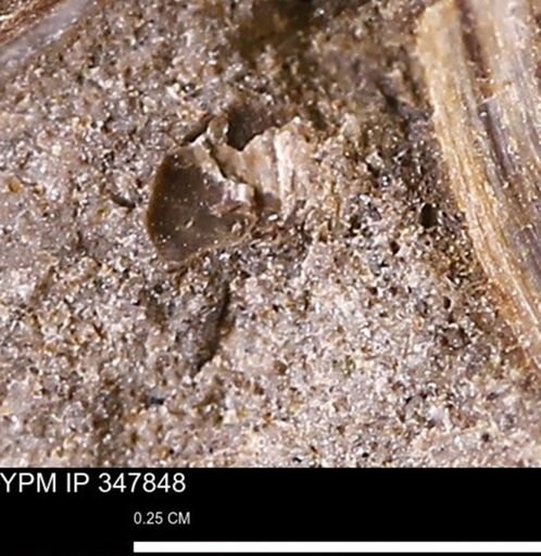 undet. Bivalvia