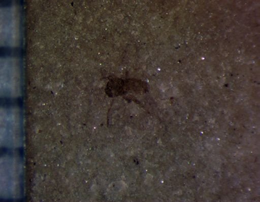 undet. Diptera