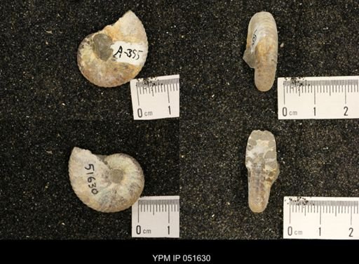 Hoploscaphites nicolletii