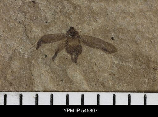 undet. Auchenorrhyncha