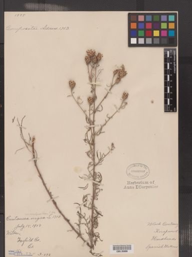 Centaurea maculosa