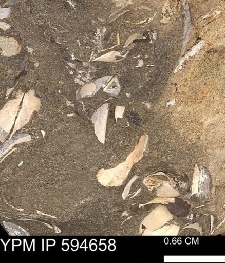 Protocardia sp.