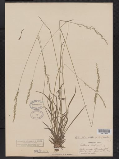Sphenopholis nitida
