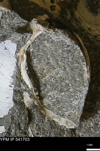 Limopsis striatopunctatus