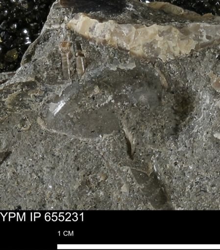 undet. Bivalvia