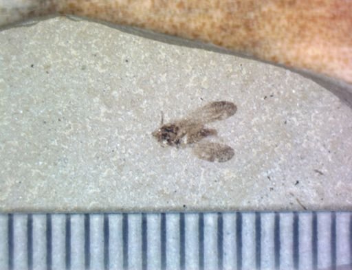 undet. Pterygota